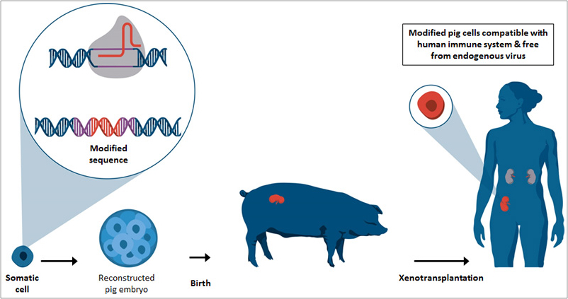 modified-pig-cells_new_sm-01.jpg